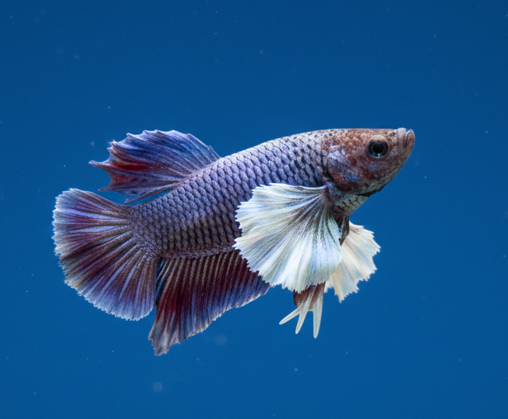 Dumbo Ear Lavender Plakat Male Betta
