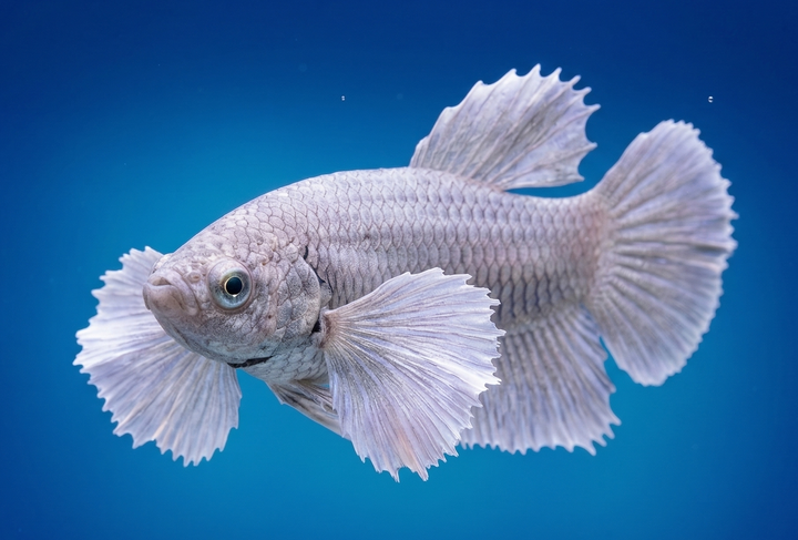 Dumbo Ear Plakat Female Betta