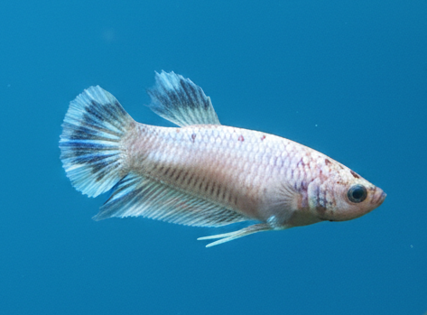 Fancy Halfmoon Female Betta