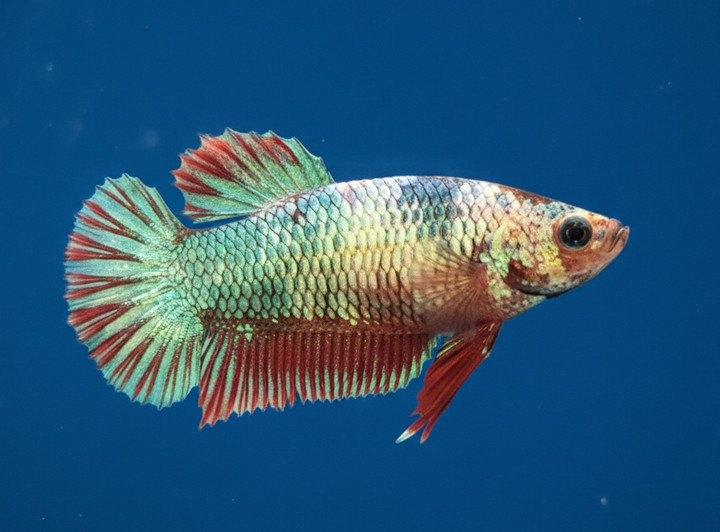 Fancy Halfmoon Female Betta