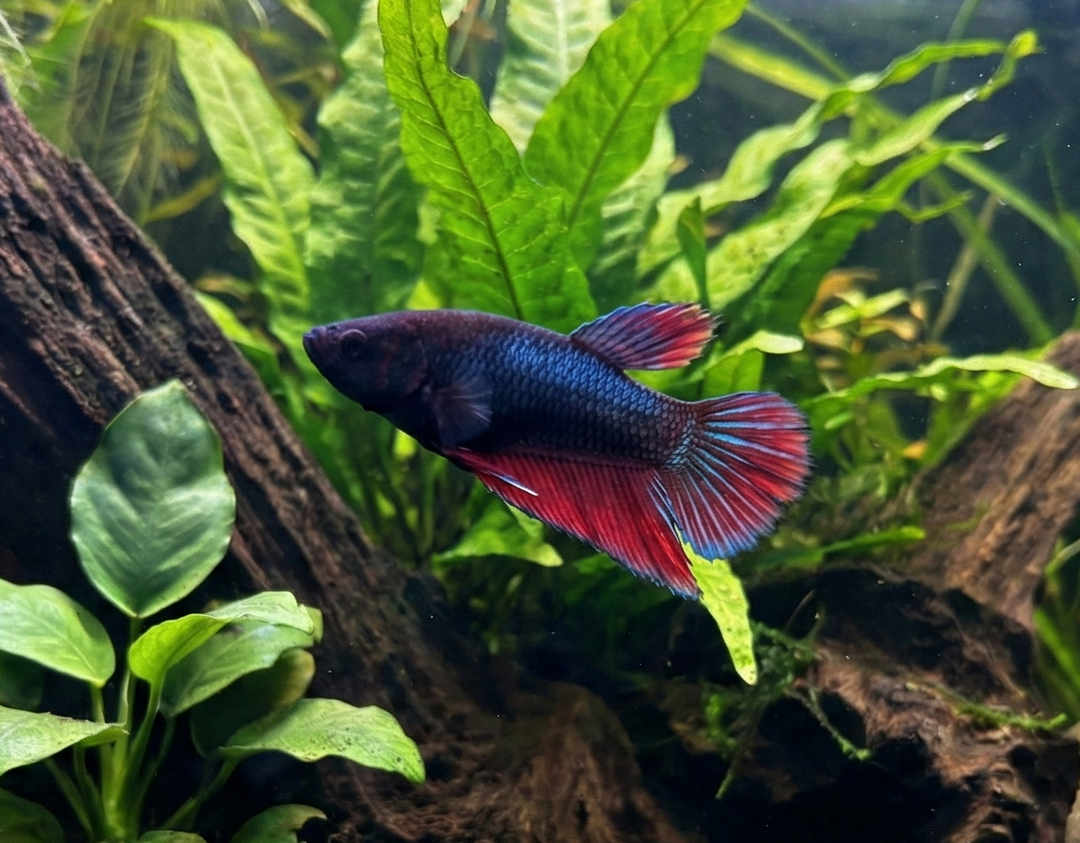 Female Betta