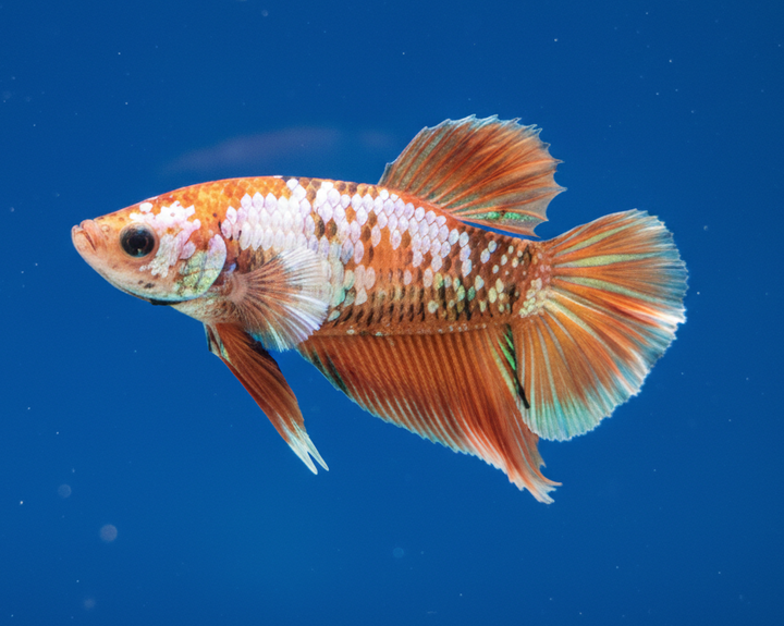 Galaxy Halfmoon Female Betta