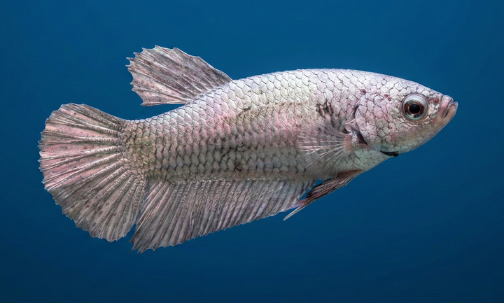 Giant Plakat Female Betta