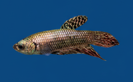 Red and gold male Betta fish from Cuboid Nature Aquarium, showcasing vibrant colors and flowing fins.