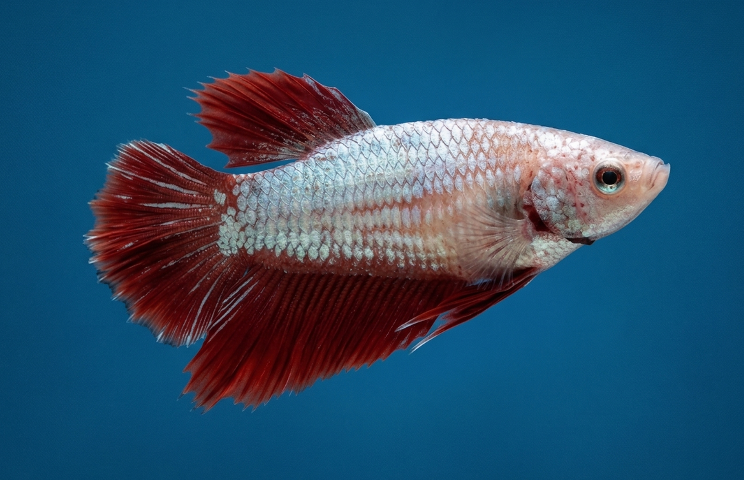 Halfmoon Female Betta