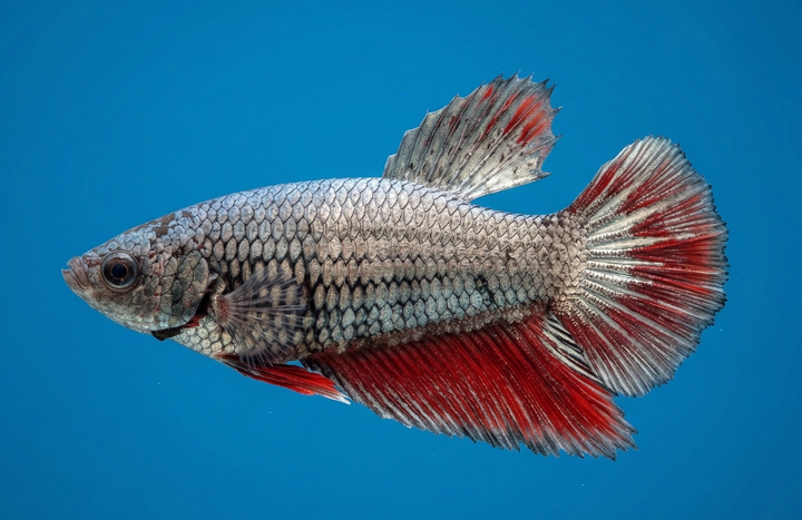 Halfmoon Female Betta
