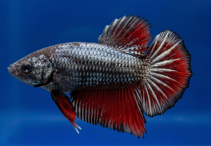 Halfmoon Female Betta