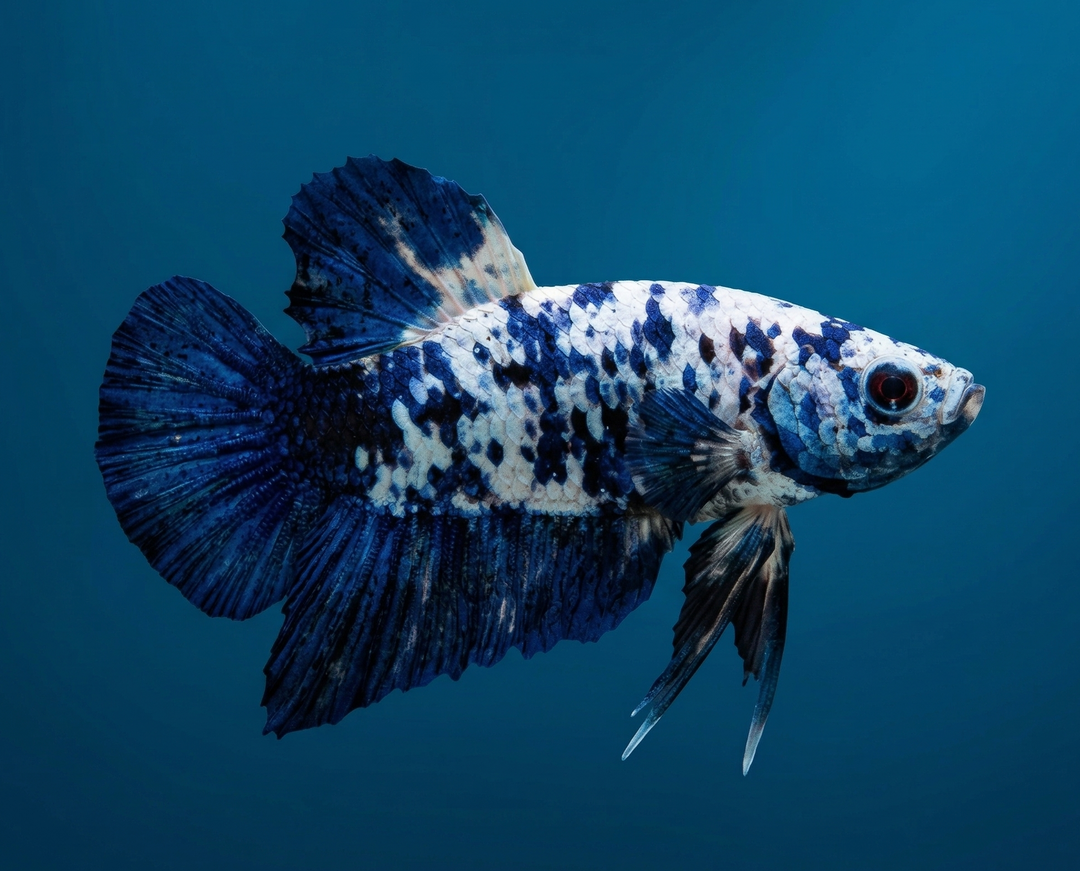 Marble Dot Plakat Male Betta