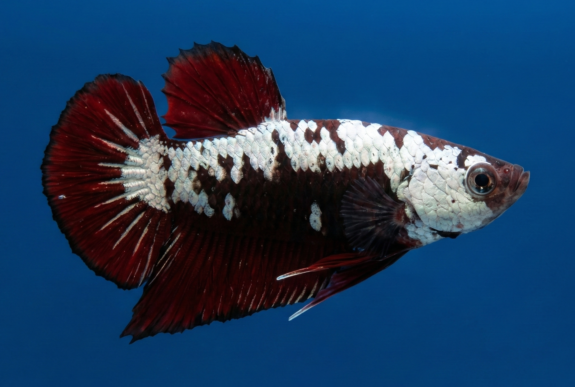 Red Samurai Plakat Male Betta - Vibrant Fish for Your Aquarium