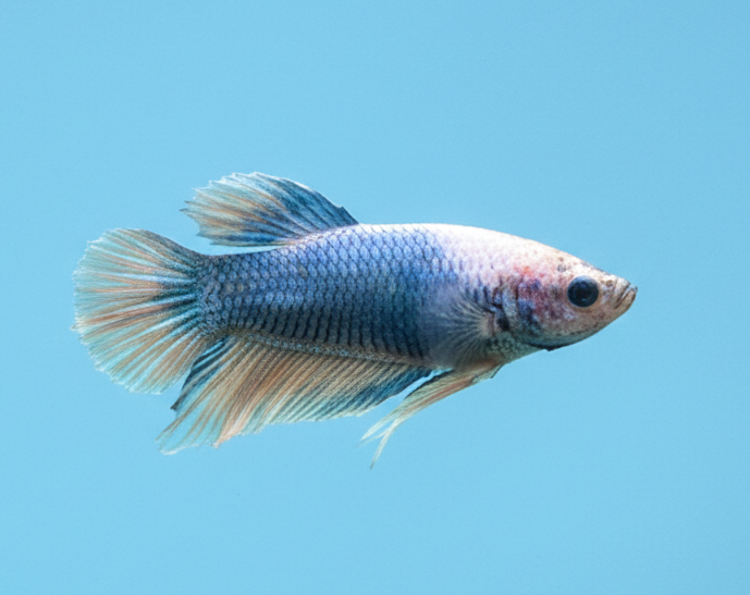 Rosetail Butterfly Female Betta