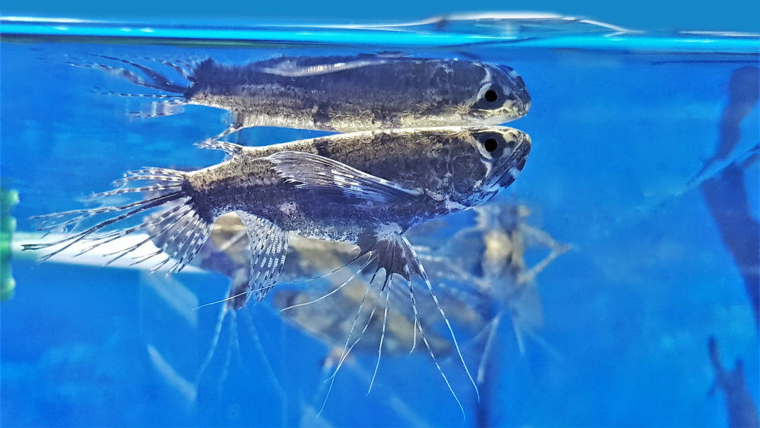 African Butterfly Fish