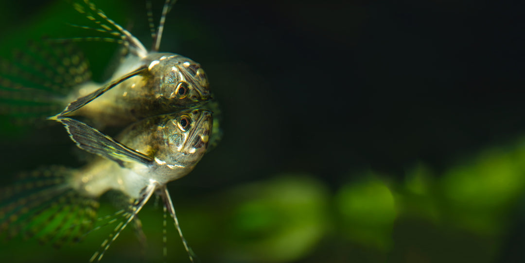 African Butterfly Fish