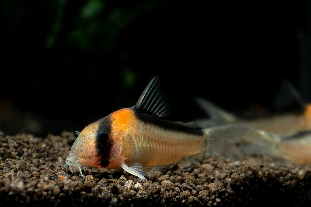 Adolfo's Cory