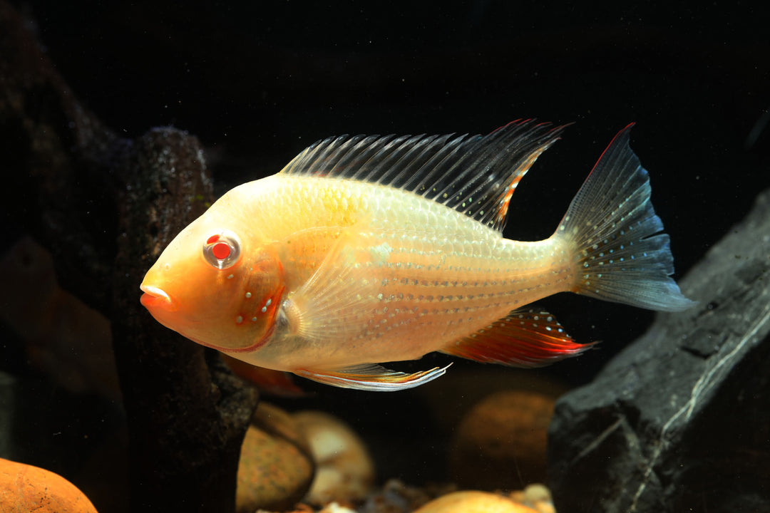Albino Threadfin Geophagus