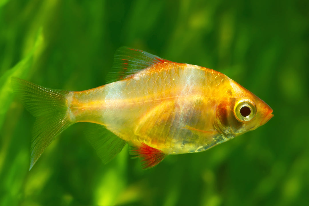 Albino Tiger Barb