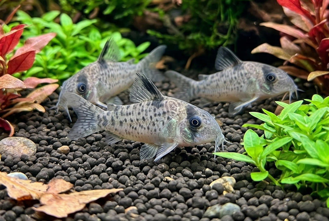 Ancestor Cory CW004/155