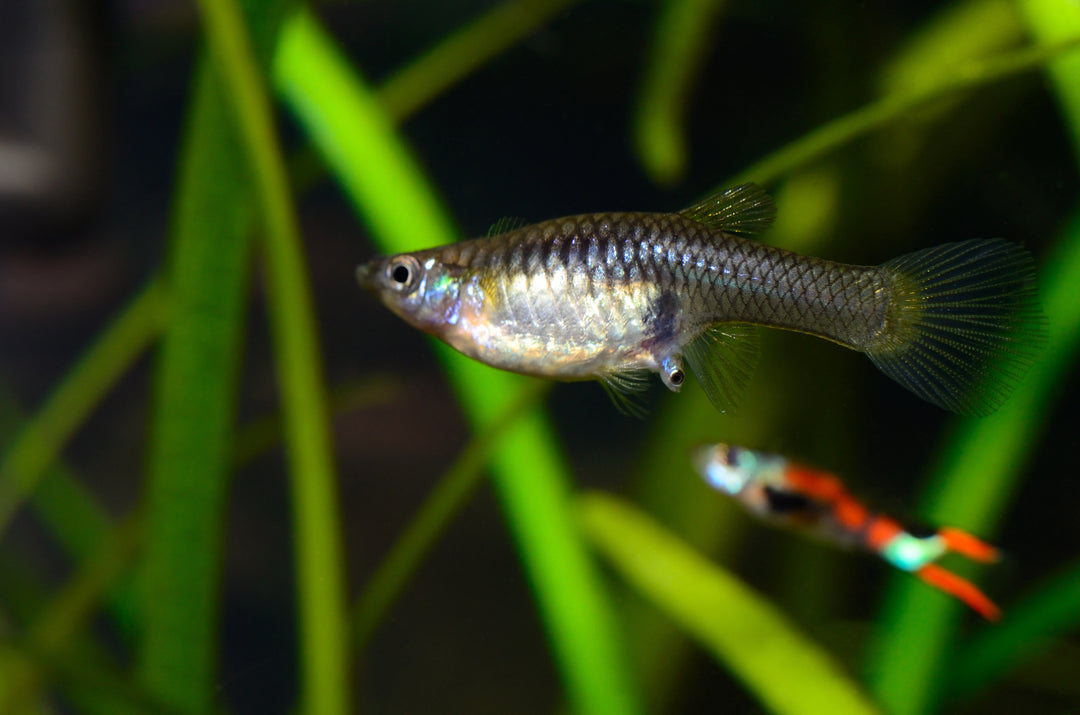 Assorted Female Guppies