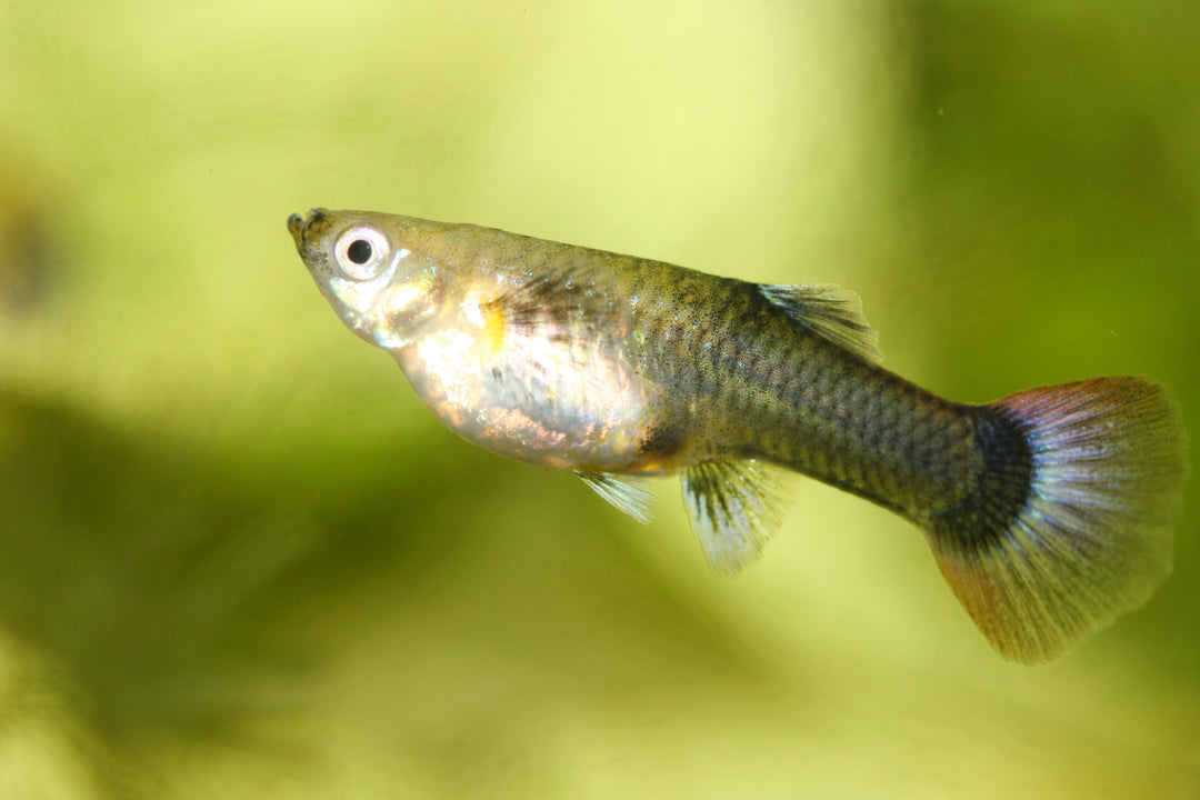 Assorted Female Guppies