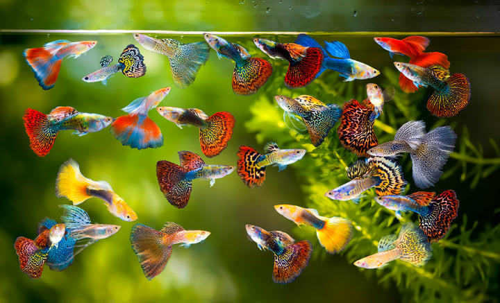 Assorted Male Guppies