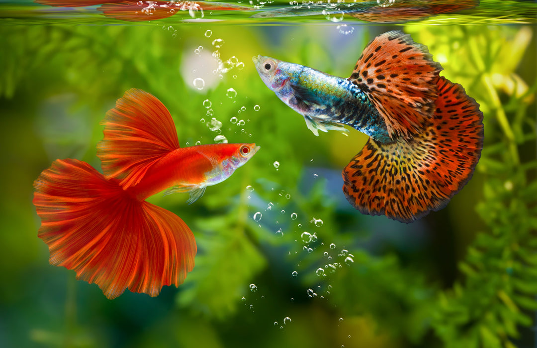 Assorted Male Guppies