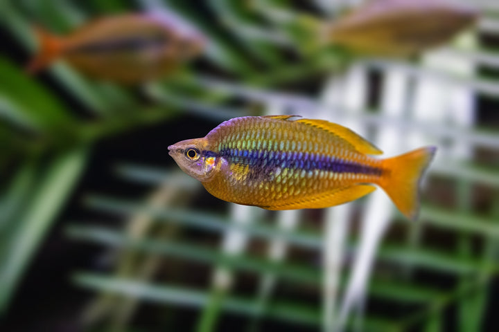 Banded Rainbow