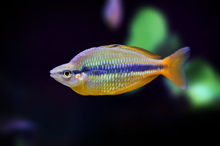 Banded Rainbow