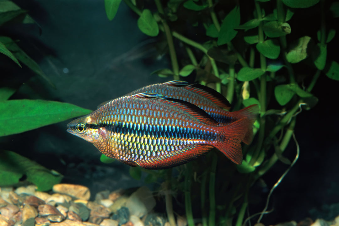 Banded Rainbow