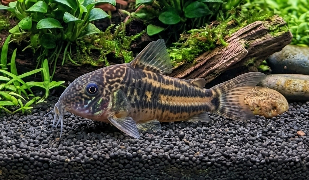 Barbatus Corydoras
