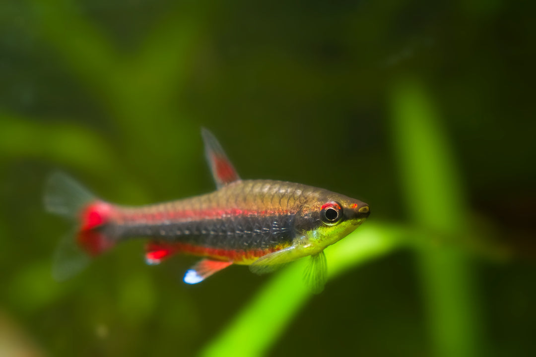 Beckfords Red Pencilfish