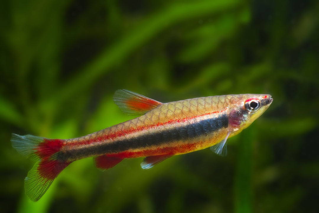 Beckfords Red Pencilfish