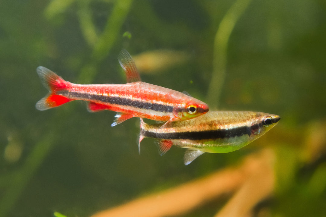 Beckfords Red Pencilfish