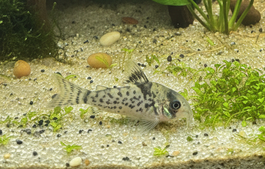 Black Fin Corydoras