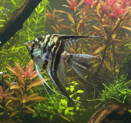Black Marble Angelfish
