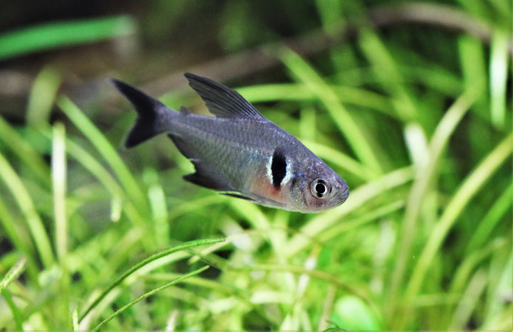 Black Phantom Tetra