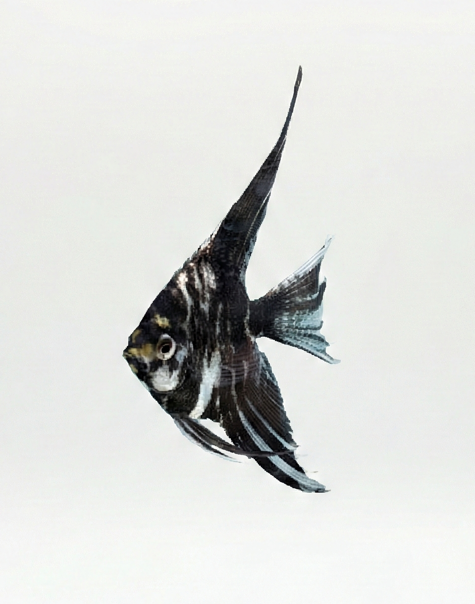 Black Veiltail Marble Angelfish