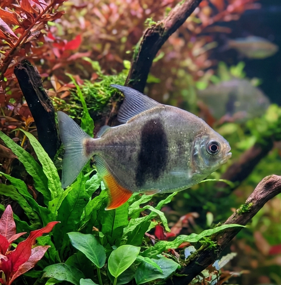 Blackberry Silver Dollar