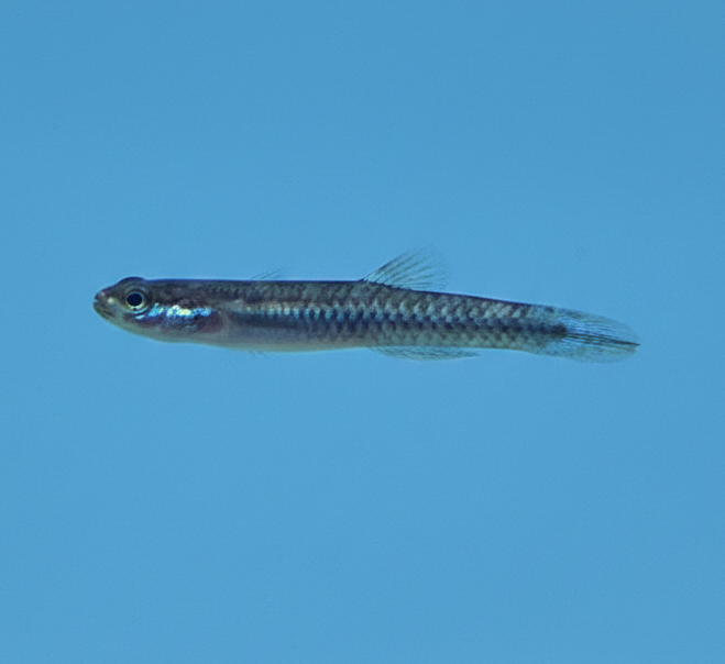 Blue Cobalt Goby