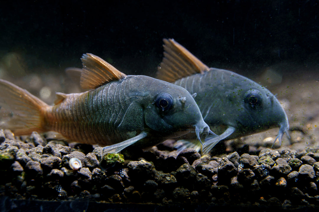Blue Corydoras