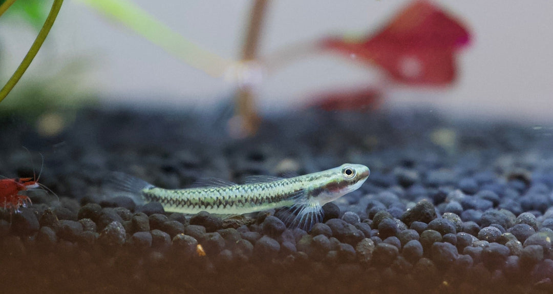 Blue Neon Goby