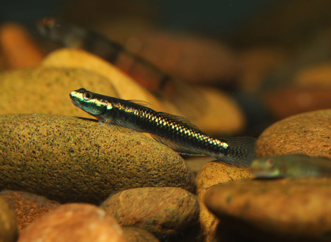 Blue Neon Goby