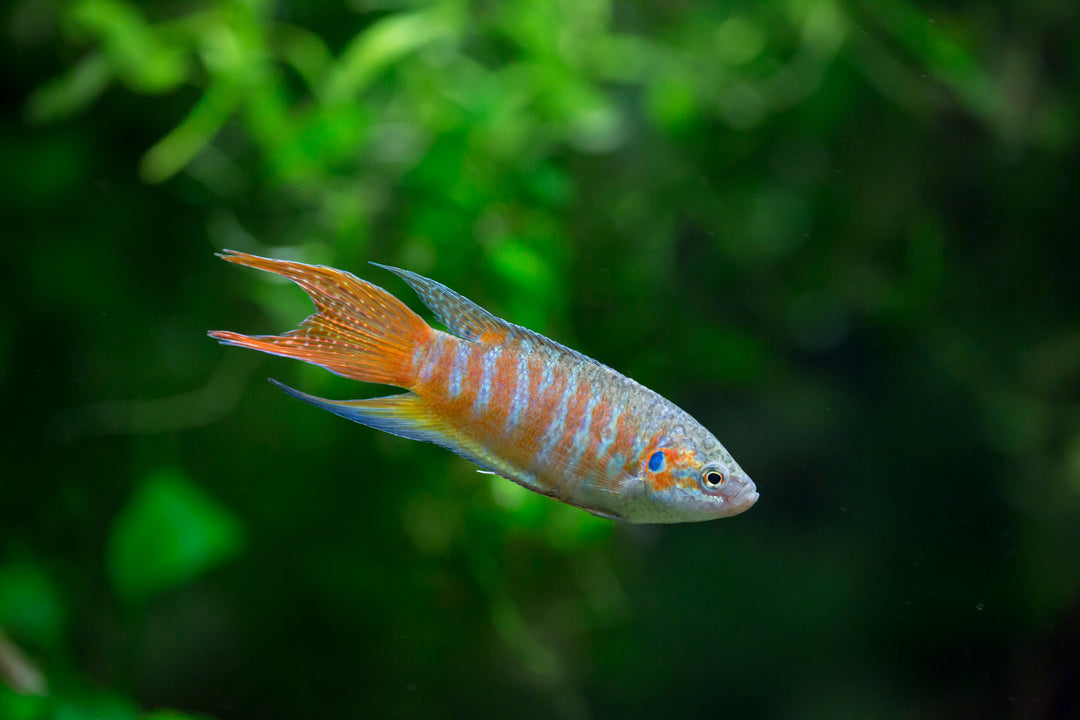 Blue Paradise Fish