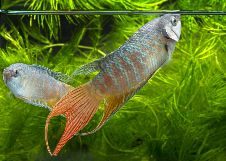 Blue Paradise Fish