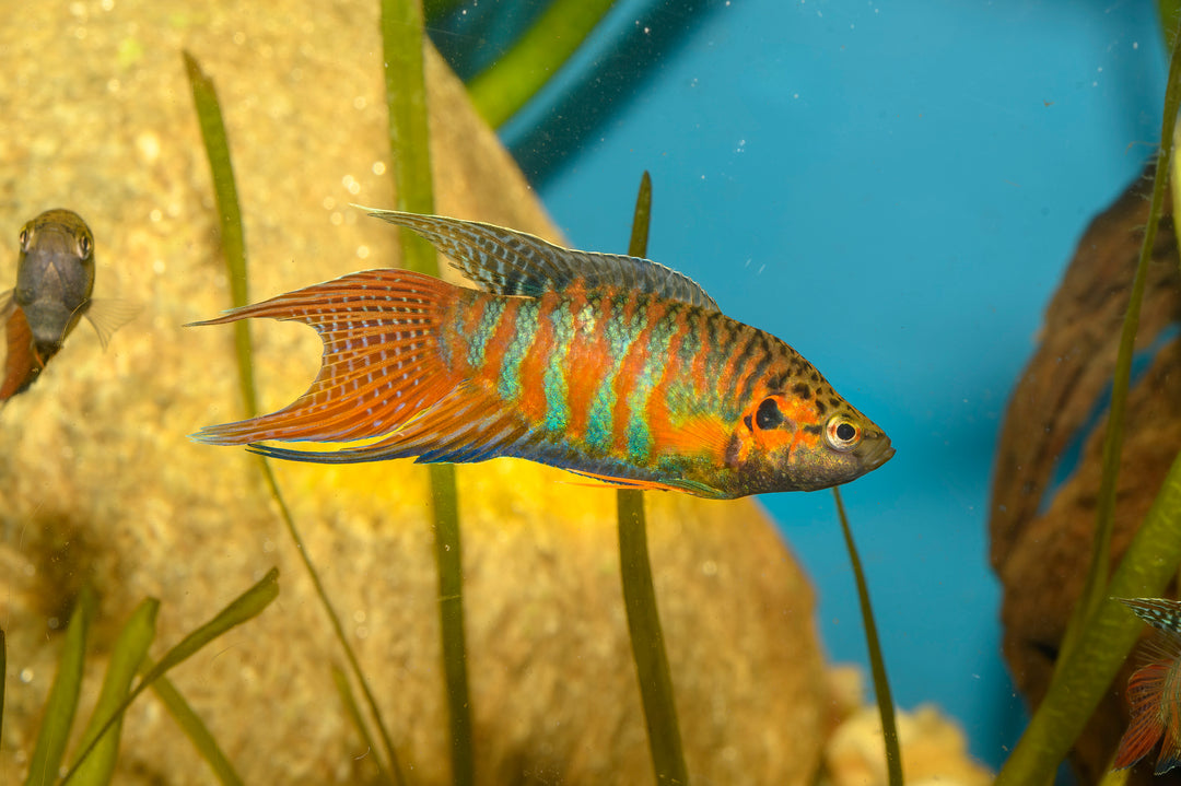 Blue Paradise Fish