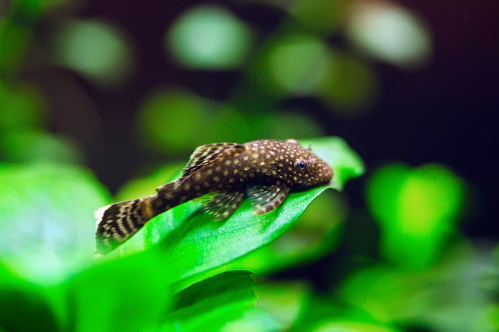 Blue Seam Ancistrus(L183)