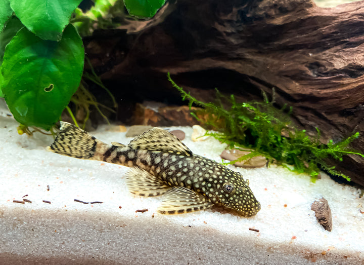 Blue Seam Ancistrus(L183)