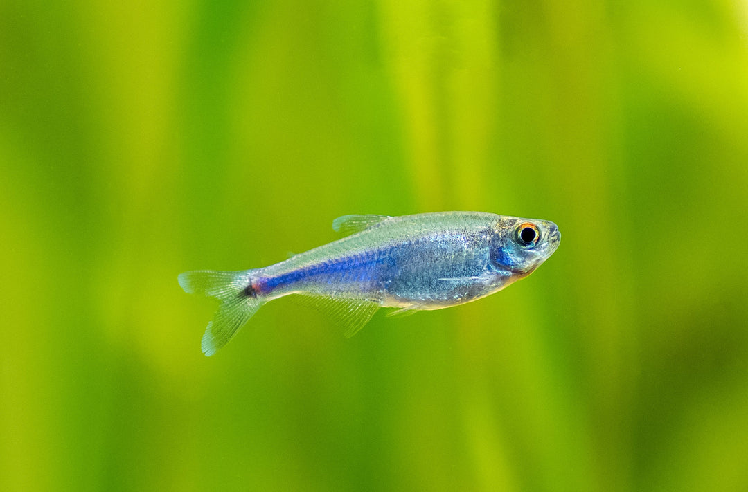 Blue King Tetra