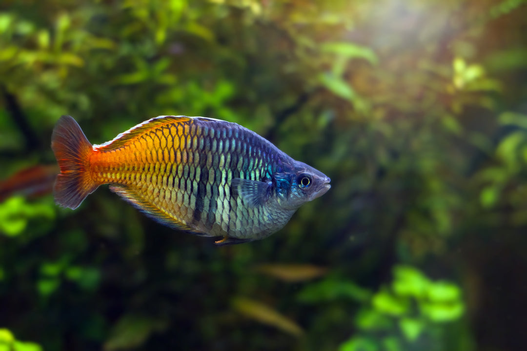 Boesemani Rainbow