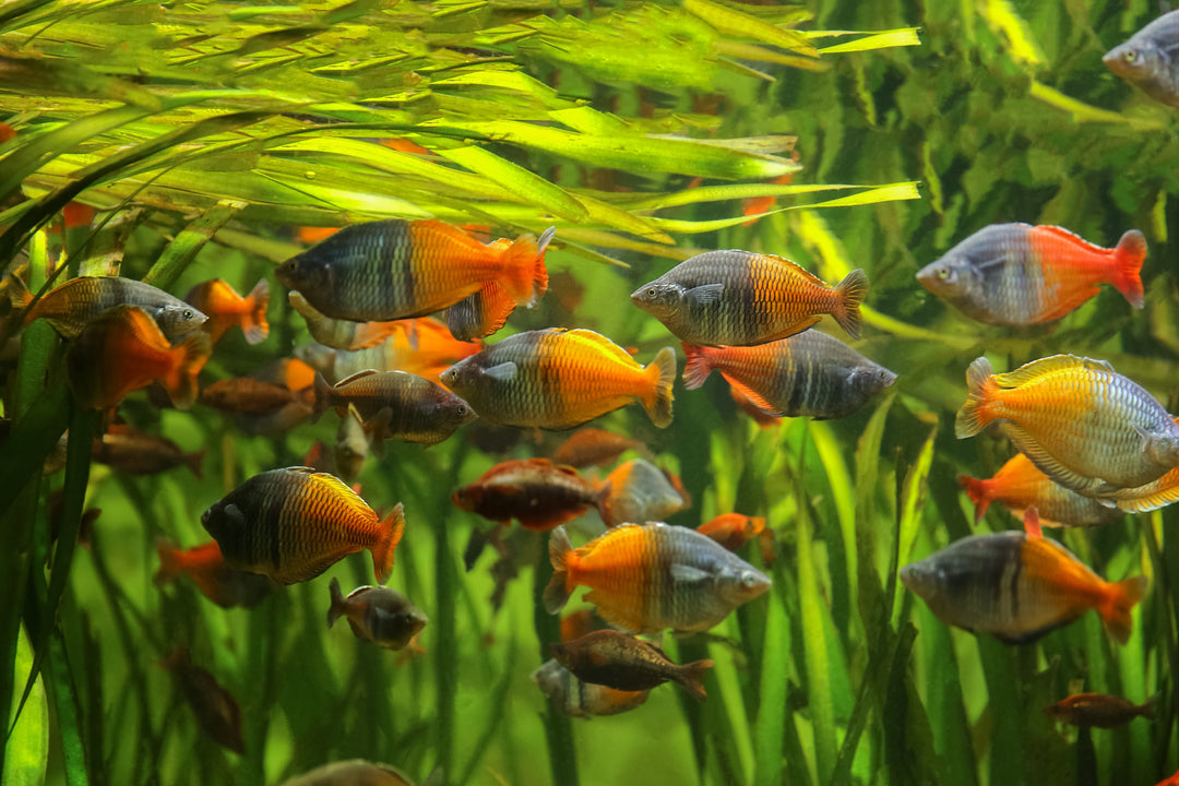 Boesemani Rainbow