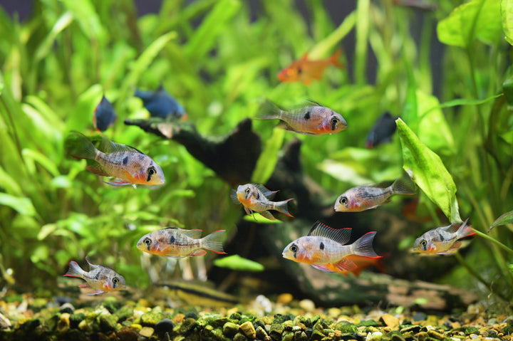 Bolivian Ram