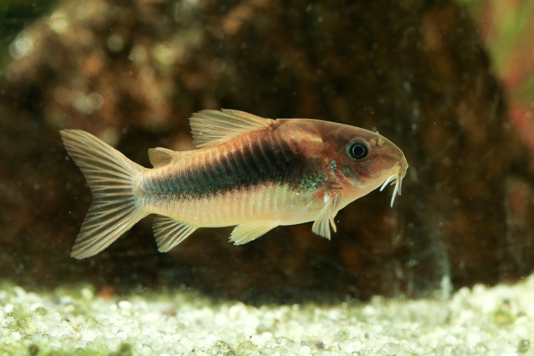 Bronze Corydoras